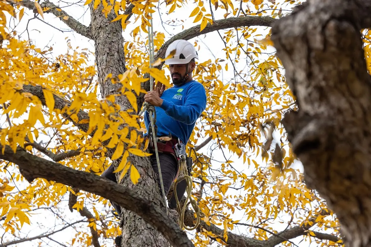 Skilled Tree Planting crew working in Sycamore
