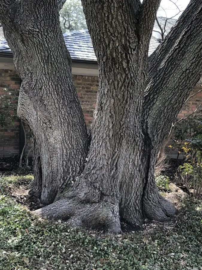 Mature heritage tree close to a Sycamore property cared for by certified arborists